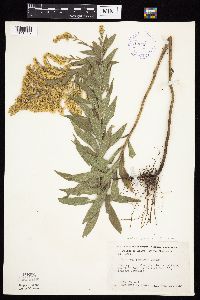 Solidago altissima gilvocanescens image