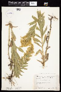 Solidago altissima image