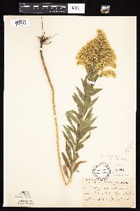 Solidago altissima gilvocanescens image