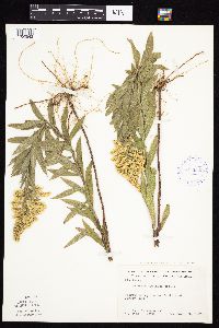 Solidago altissima gilvocanescens image