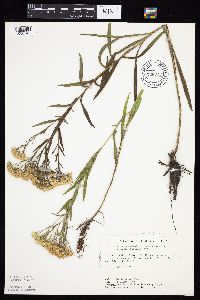 Solidago x bernardii image