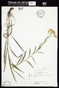 Solidago x bernardii image