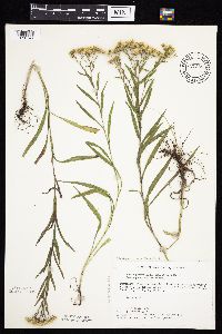 Solidago x bernardii image