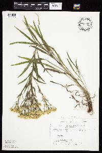 Solidago x bernardii image