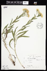 Solidago x bernardii image