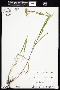 Solidago x bernardii image