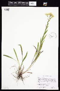 Solidago x bernardii image