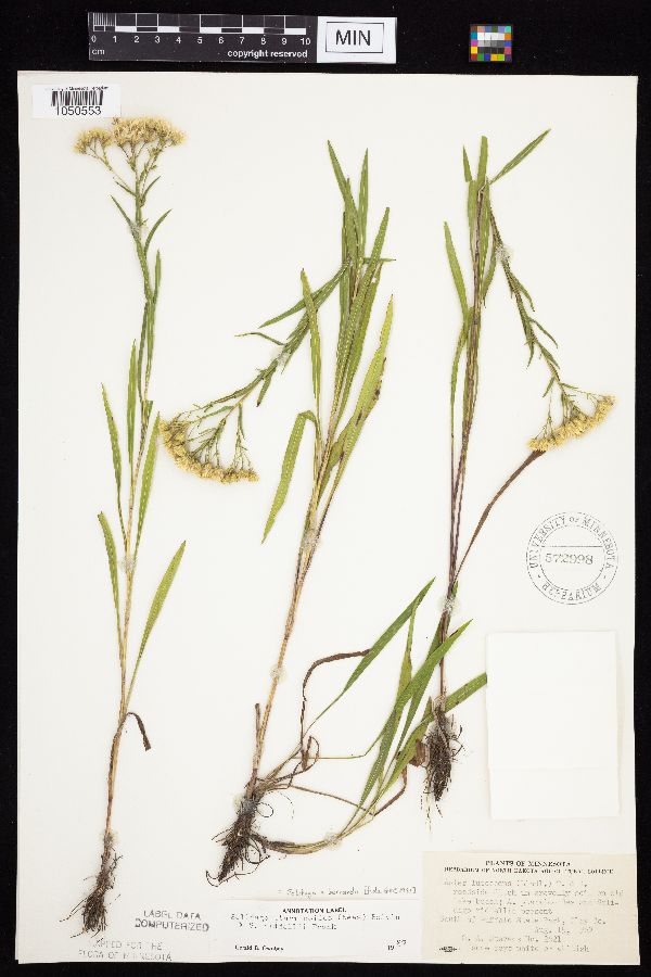 Solidago x bernardii image