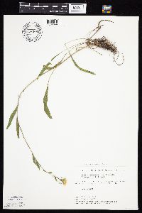 Solidago x bernardii image