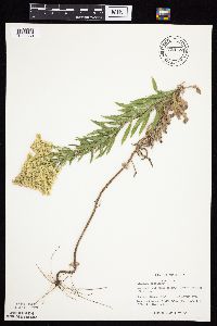 Thumbnail image of current specimen