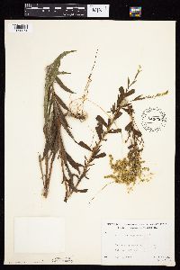 thumbnail image of current specimen