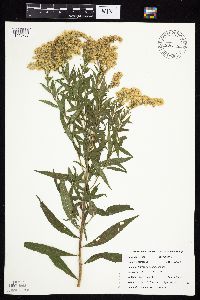 thumbnail image of current specimen