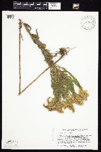 Solidago canadensis var. canadensis image