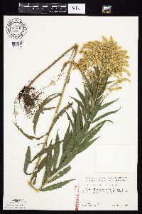 Solidago canadensis var. canadensis image