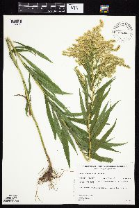 Solidago canadensis var. canadensis image
