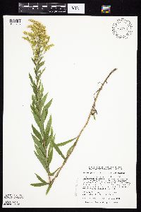 Solidago canadensis var. canadensis image