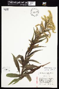 Solidago canadensis var. canadensis image