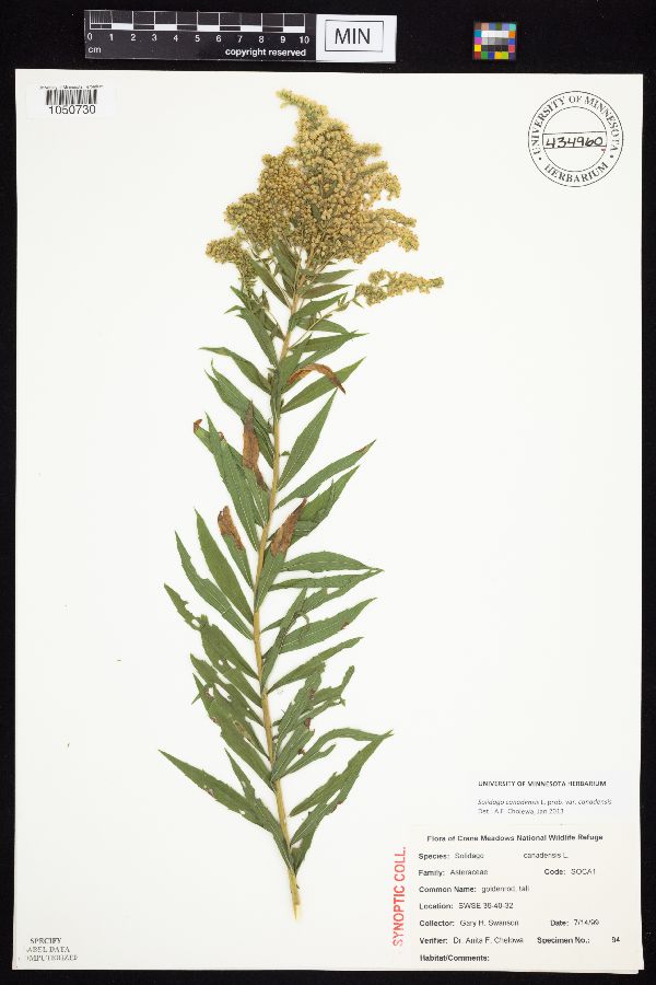 Solidago canadensis var. canadensis image