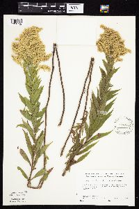 Solidago canadensis var. canadensis image