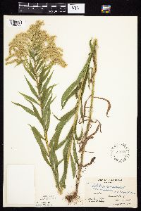 Solidago canadensis var. canadensis image