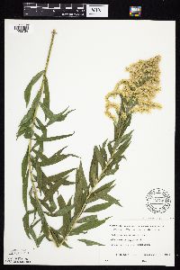 Solidago canadensis var. canadensis image