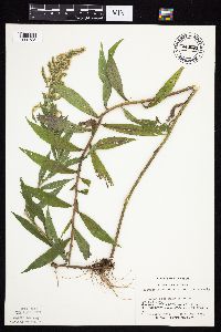 Solidago canadensis var. canadensis image
