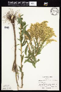 Solidago canadensis var. canadensis image