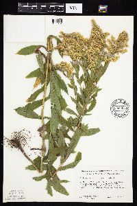 Solidago canadensis var. canadensis image