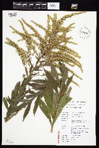 Solidago canadensis var. hargeri image
