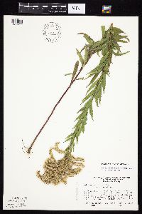 Solidago canadensis var. hargeri image