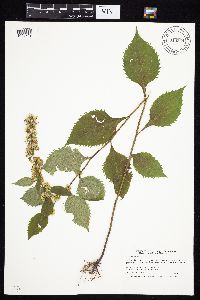 Solidago flexicaulis image