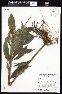 Image Associated With the Occurrence