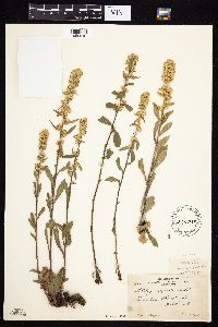 Image Associated With the Occurrence