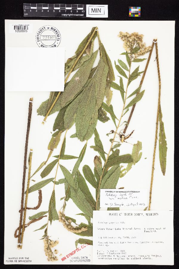 Solidago lepida var. molina image