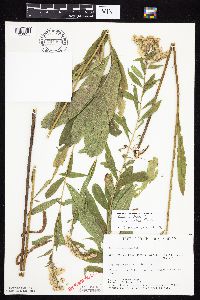 Solidago lepida image