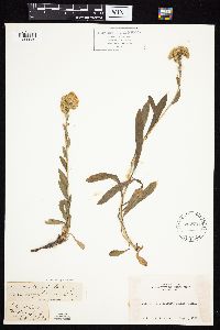 Image Associated With the Occurrence