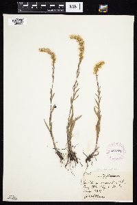 Solidago nemoralis subsp. decemflora image