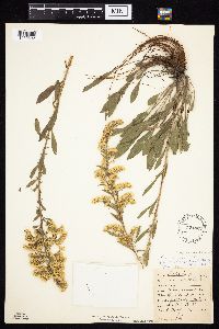Solidago nemoralis subsp. decemflora image