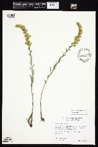 Solidago nemoralis image