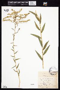Solidago odora image