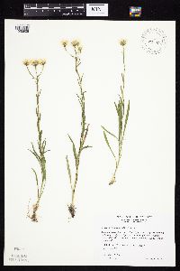 Solidago ptarmicoides image