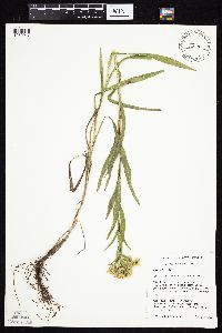 Solidago riddellii image