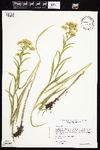 Solidago riddellii image