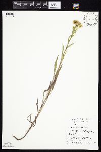 Solidago riddellii image