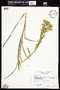 Solidago riddellii image