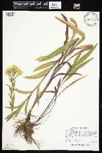 Solidago riddellii image