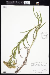 Solidago riddellii image