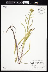 Solidago riddellii image