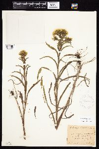 Solidago riddellii image