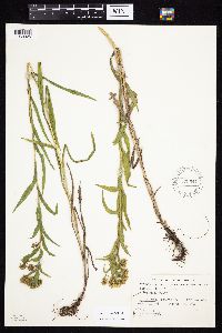Solidago riddellii image